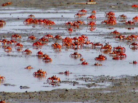 Siangshan Important Wetland