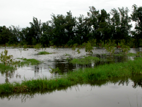 Yiwu Wetland