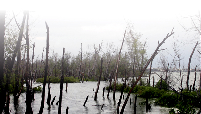 Haomeiliao Wetland