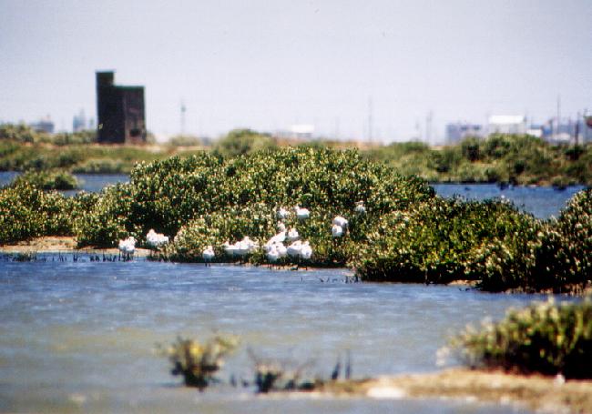 Cigu Salt Pan Important Wetland