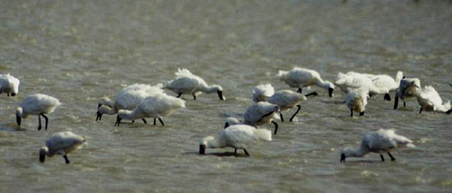 Zengwun Estuary Important Wetland