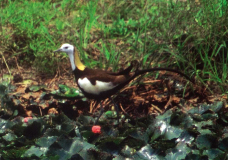 Guantian Important Wetland