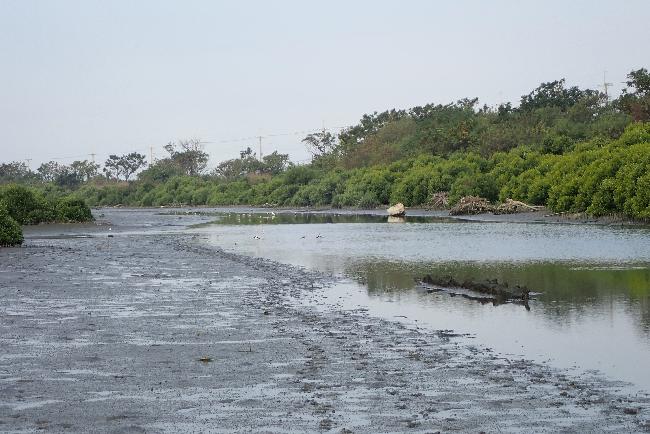 鹽水溪口_退潮後出海口