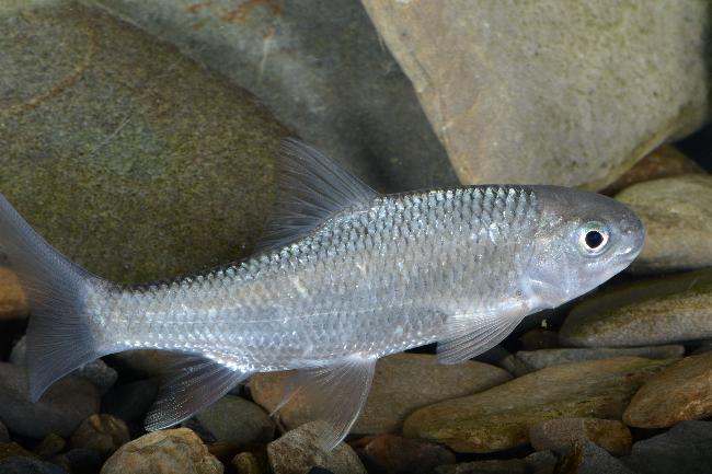 楠梓仙溪-高身白甲魚