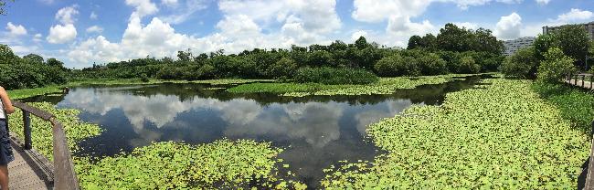 鳥松濕地水塘