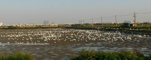 水鳥群