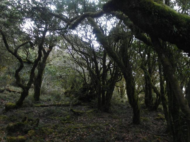 小鬼湖沿岸植群