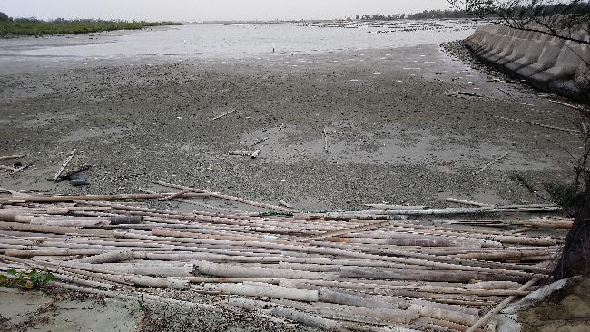 海邊漂流竹