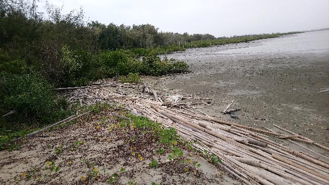 岸邊漂流竹