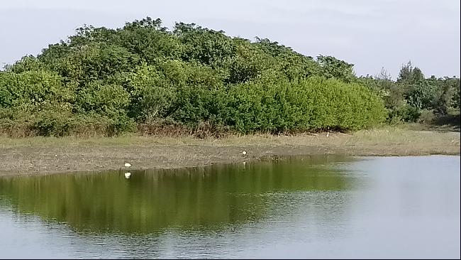 鳥覓食的河岸