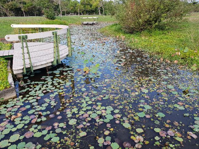 蓮花池