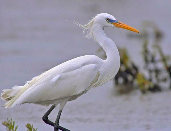 Xucuogang Important Wetland