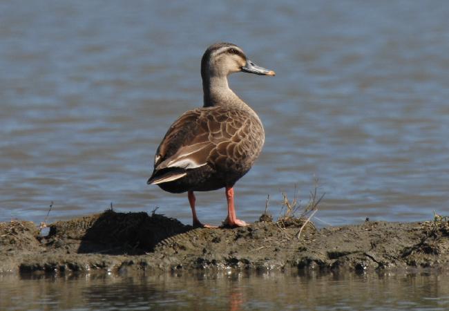 Siangshan Important Wetland