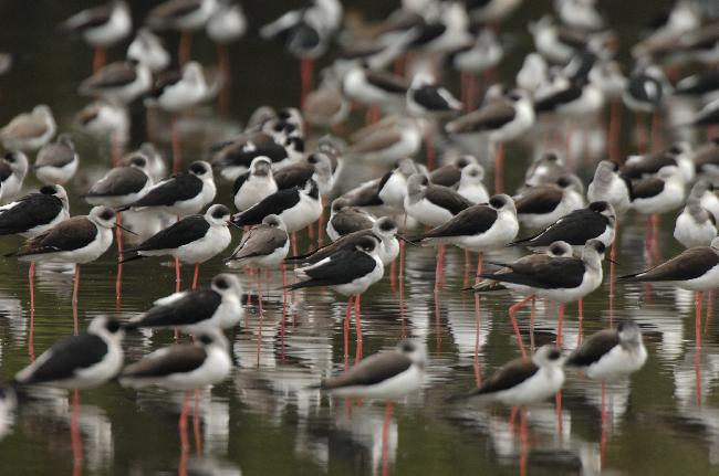 Siangshan Important Wetland