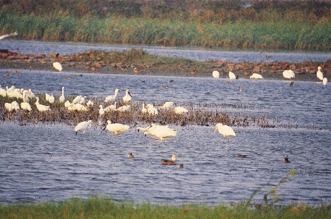 Sihcao Important Wetland