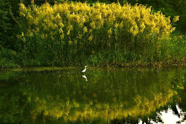 Jhouzai Wetland