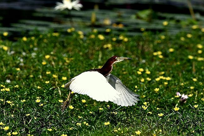 Jhouzai Wetland