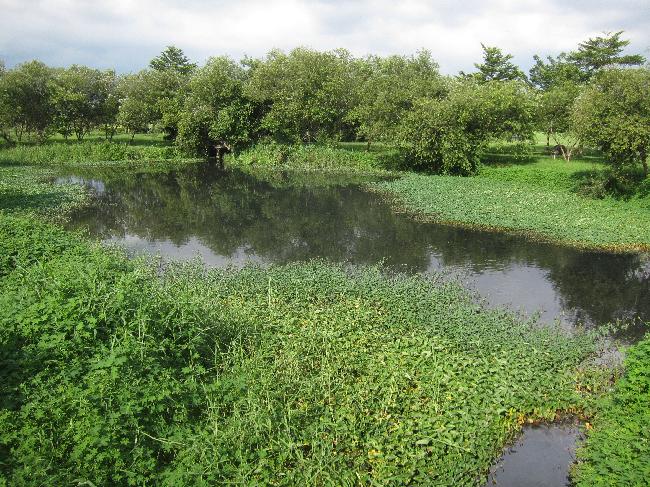 Dashu Manmade Wetland