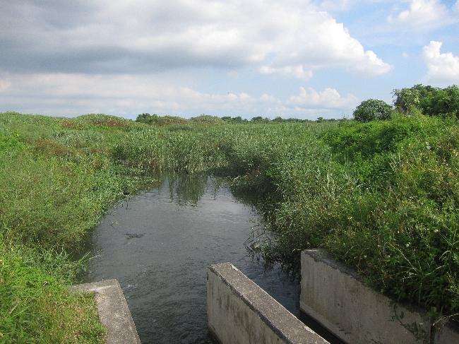 Dashu Manmade Wetland