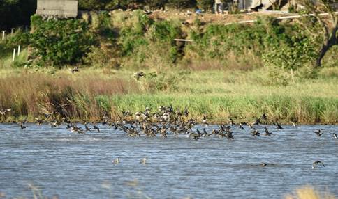 Longluan Lake Important Wetland