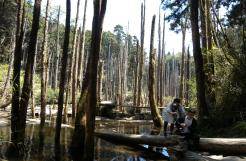 Caodi Wetland