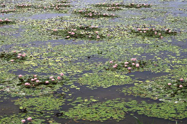 Guantian Important Wetland