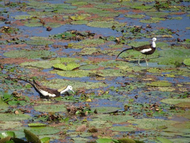 Guantian Important Wetland