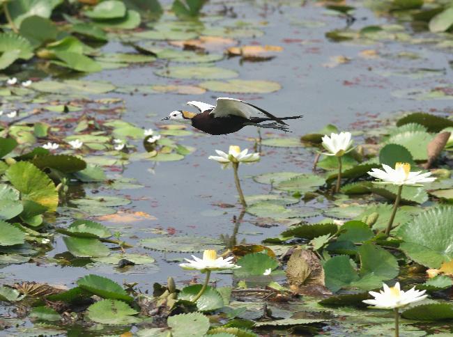 Guantian Important Wetland