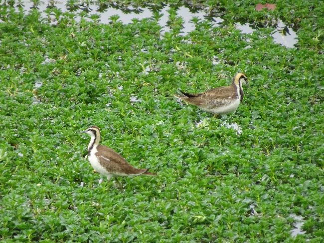 Guantian Important Wetland