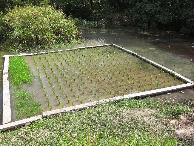 Niaosong Wetland