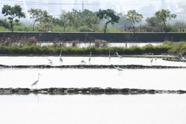 52-jia Important Wetland