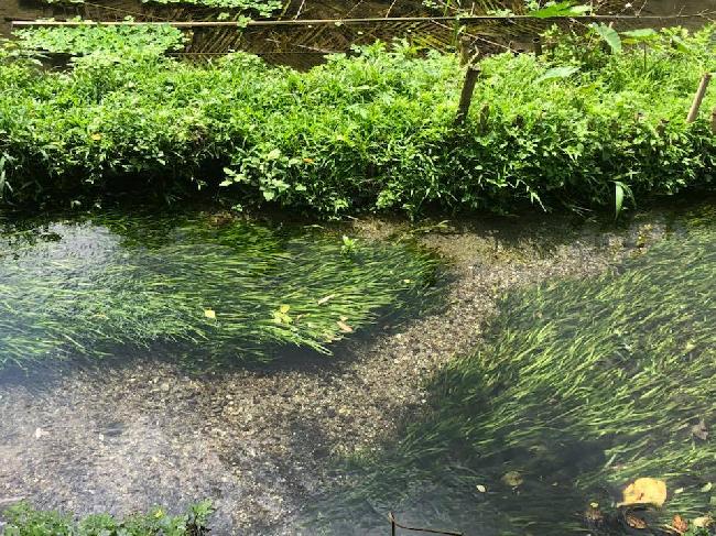 Mataian Important Wetland