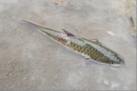 Sinwulyu River Important Wetland