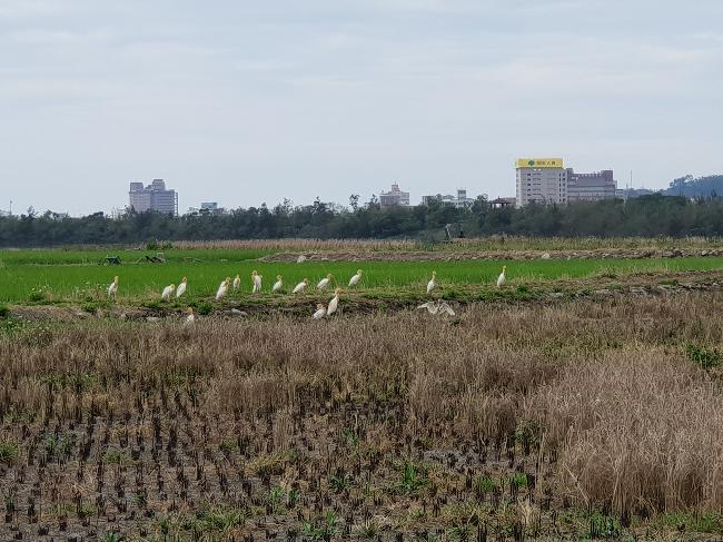 Coastal natural wetland