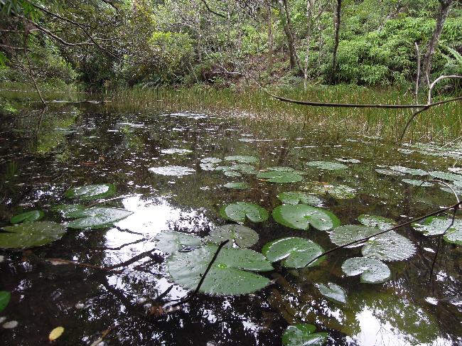 Nanren Lake Wetland