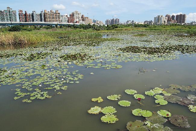 洲仔濕地一景