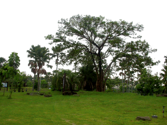 Linluo Manmade Wetland