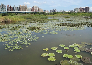 洲仔濕地一景