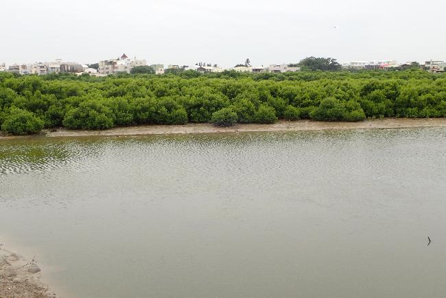 Yanshuei Estuary Important Wetland