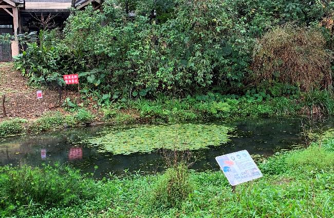 NeiLiao Wetland