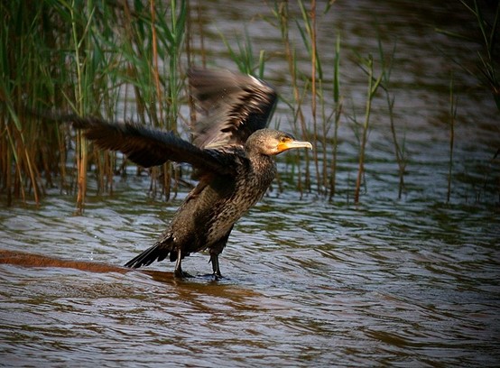 Cormorant in Wuweigang Waterbird Refuge