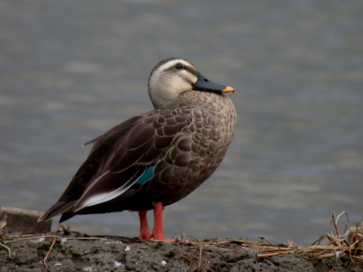 Eastern Spot-Billed Duck in Wuweigang Waterbird Refuge