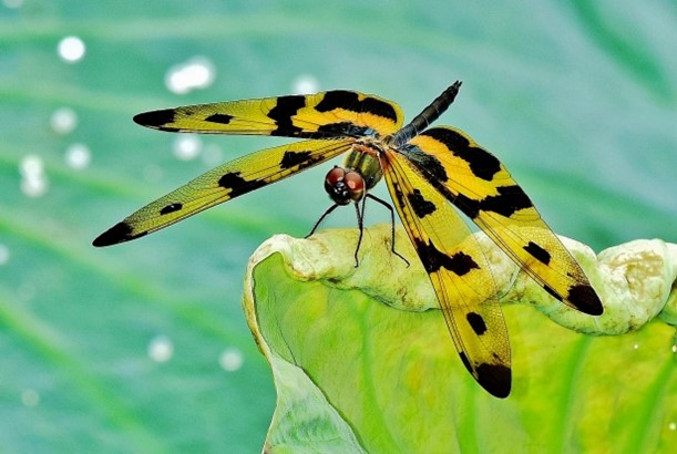 Rhyothemis variegate arria