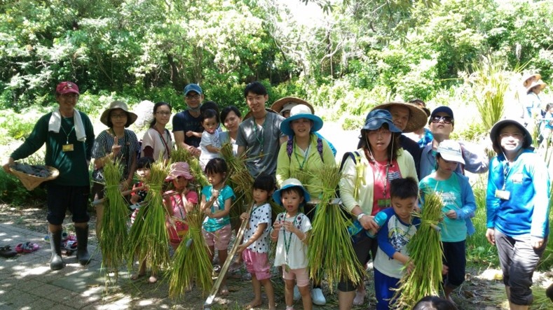 Rice Harvesting