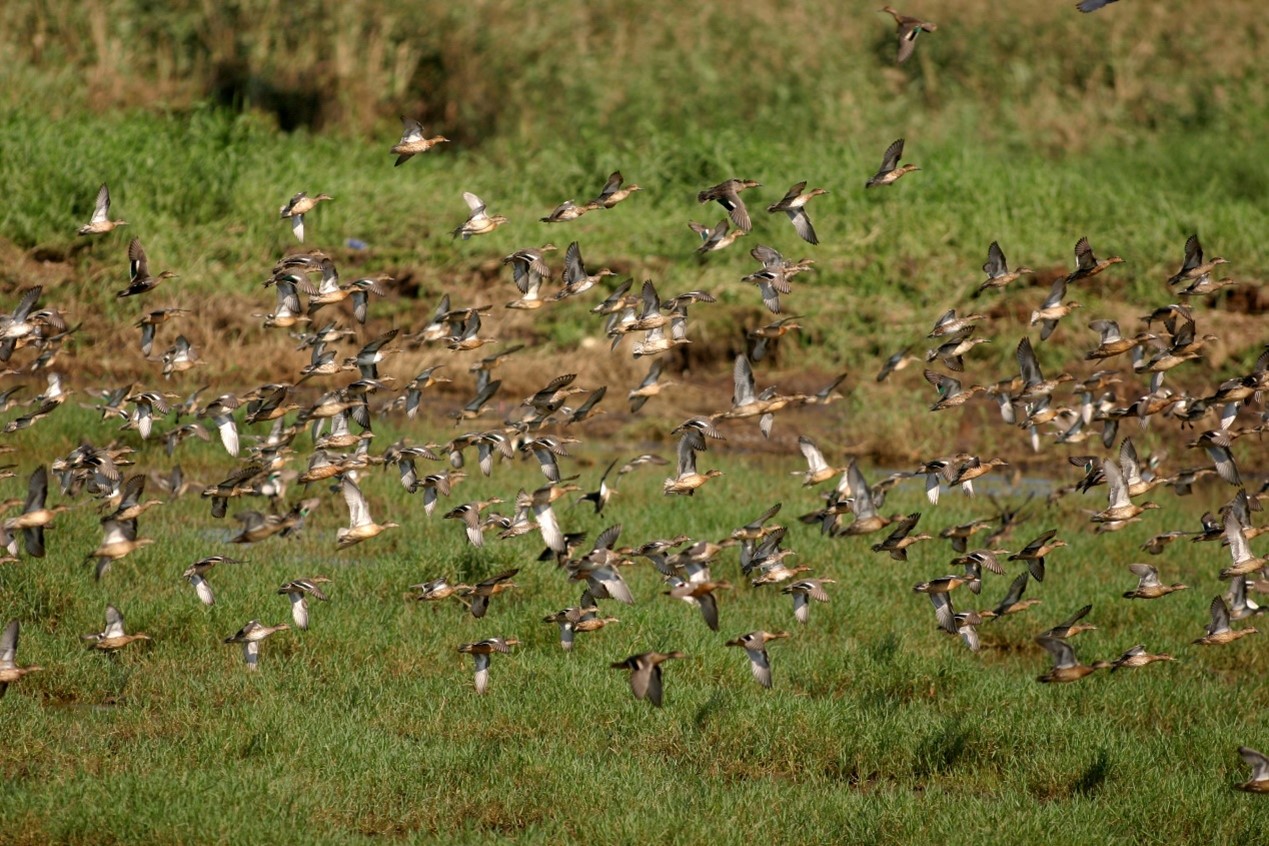 Small waterfowls in Wuweigang Waterbird Refuge