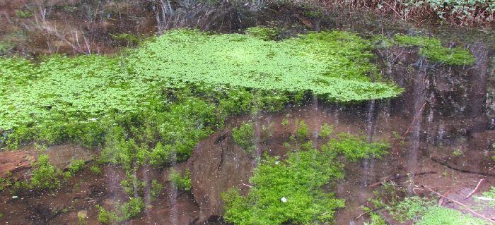 Vernal Water-Starwort