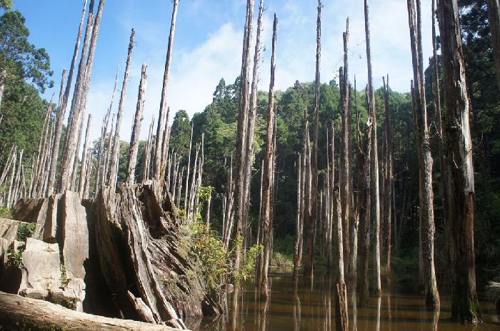 tall dried trees 