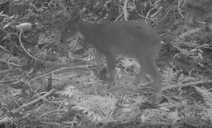 Formosan Serow (taken by infrared camera)