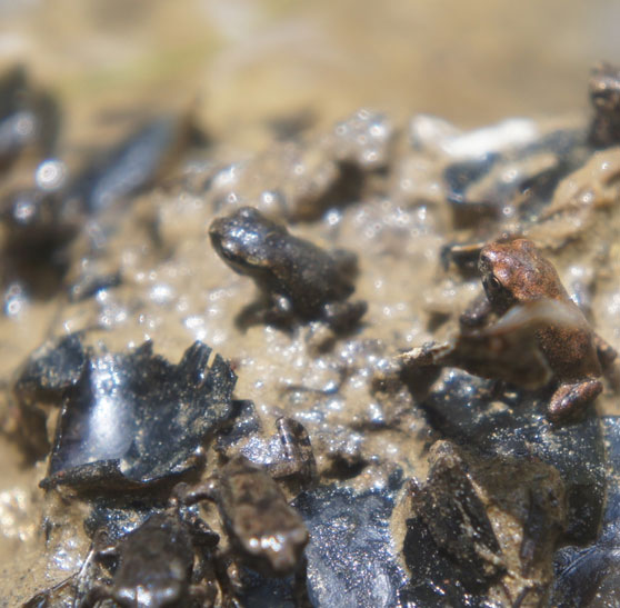 Central Formosan Toad