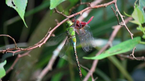 2019/06/27 Island Emperor hunting on Scarlet Basker│Photo by王淑華